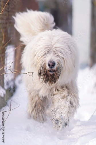 Serious young South Russian Shepherd dog posing outdoors walking on a snow along the fence in winter photo