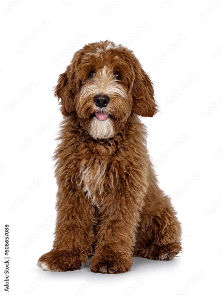 Cute red with white spots Labradoodle dog, sitting up slightly side ways. Looking straight to camera with tongue out. isolated on a white background.