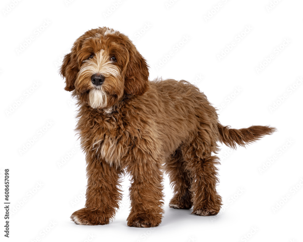 Cute red with white spots Labradoodle dog, standing side ways. Looking straight to camera. isolated on a white background.
