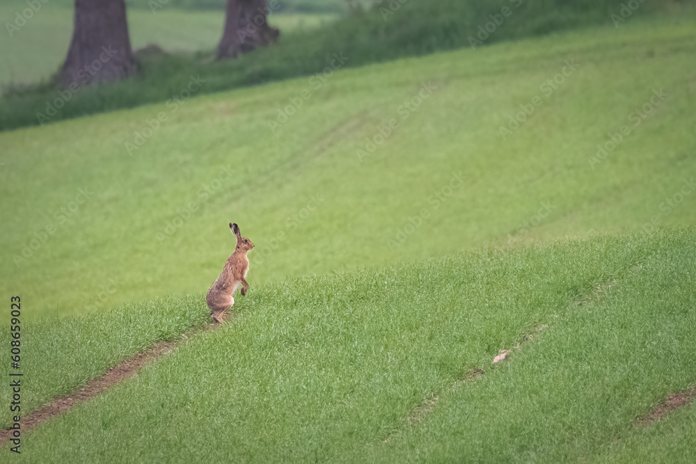 Brown hare or European hare (Lepus europaeus) on a late spring morning, Angus, Scotland Brown hare or European hare (Lepus europaeus) on a late spring morning, Angus, Scotland