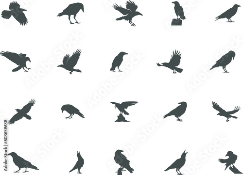 Raven silhouette, Crow silhouette, Crow and Raven silhouette, Crow vector illustration, Raven SVG, Crow Clipart.