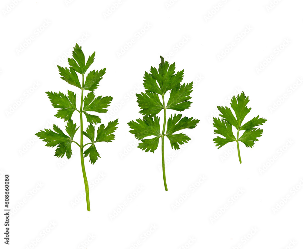 Set of parsley leaves isolated Set of parsley leaves isolated