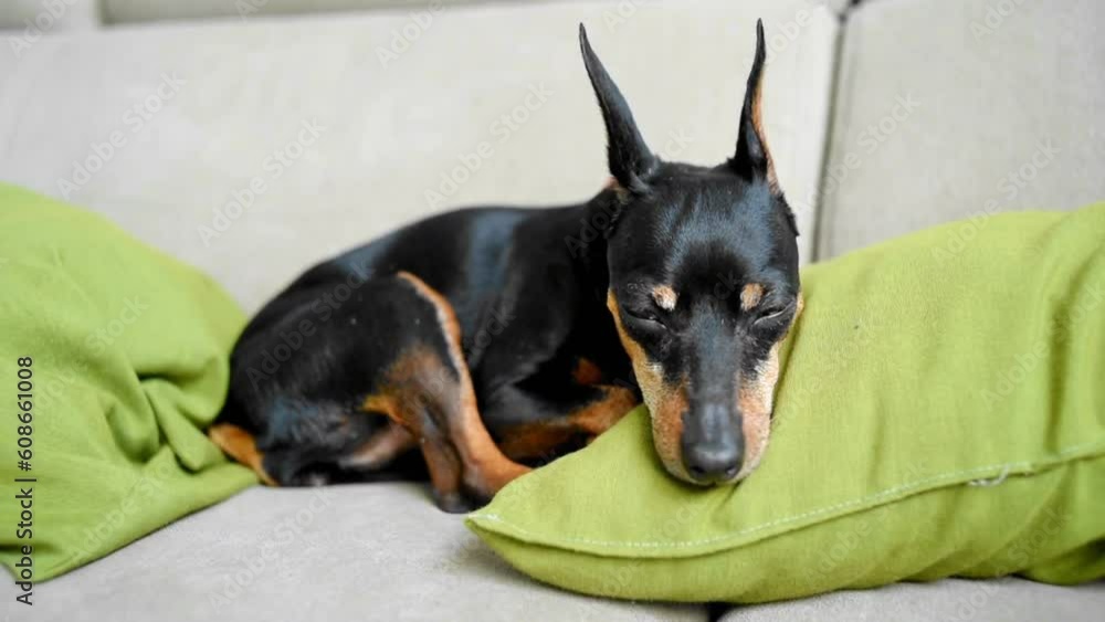 A Pinscher dog sleeps on a sofa on green pillows. Cute little face of a sleepy dog. Pincher opens his eyes. A Pinscher dog sleeps on a sofa on green pillows. Cute little face of a sleepy dog. Pincher opens his eyes.