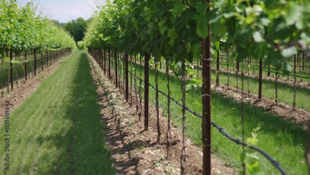Green grape plants in the middle of nature Green grape plants in the middle of nature