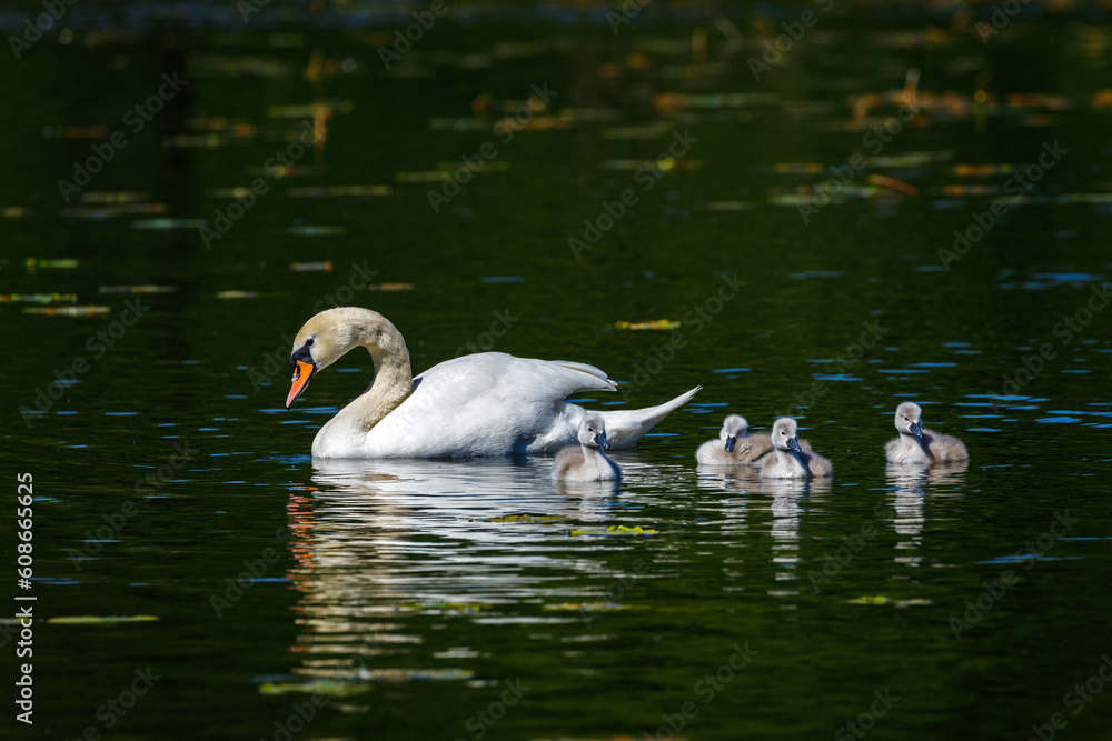 Fototapeta premium A Swan Family on a Pond