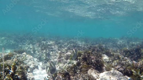 Gray surgeonfish swimming in the sea of Maracaipe, Brazil