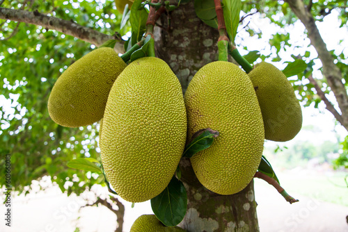 Jackfruits on a tree in the orchard. Ripe jackfruit on the tree