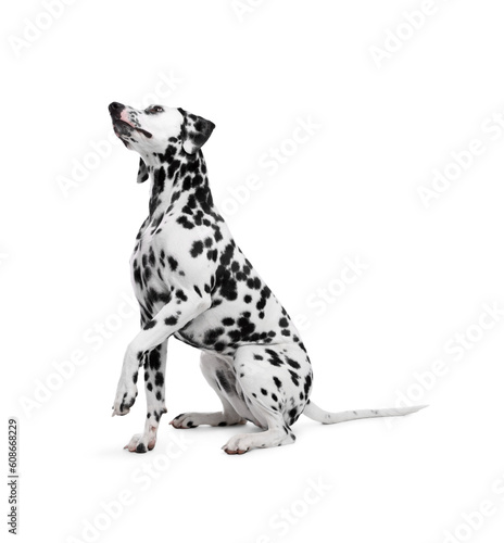 Adorable Dalmatian dog on white background. Lovely pet