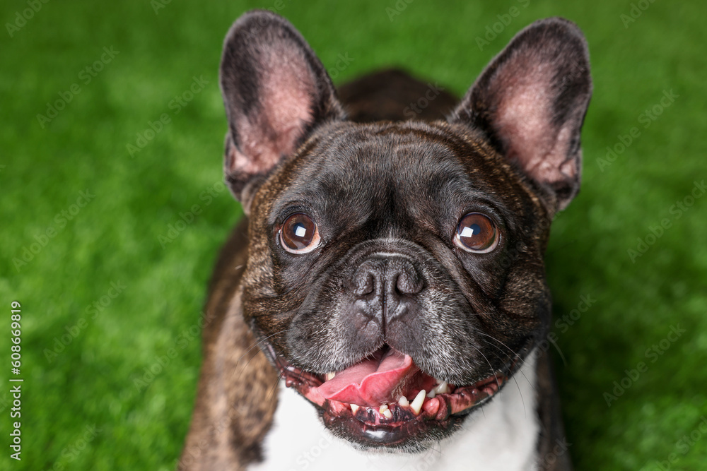 Adorable French Bulldog on green background. Lovely pet