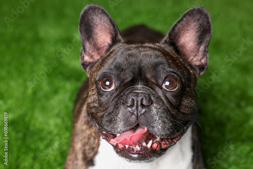 Adorable French Bulldog on green background. Lovely pet © New Africa