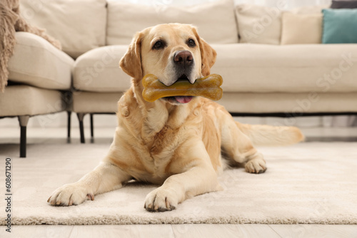 Cute Golden Retriever dog holding chew bone in mouth indoors