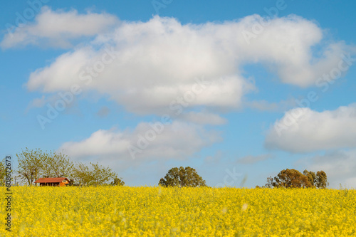 View of a flowery yellow field.
