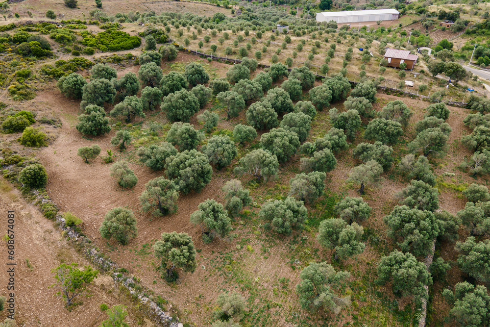 Olive tree farm field seen from above, aerial view Olive tree farm field seen from above, aerial view