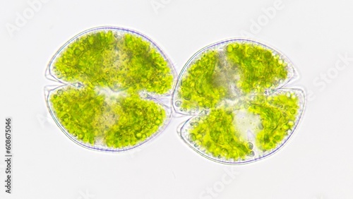 Freshwater phytoplankton or microalgae, Cosmarium obsoletum. Live cell. Selective focus