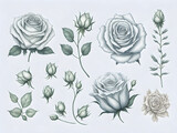 set of white rose watercolor elements on white background. Generative AI