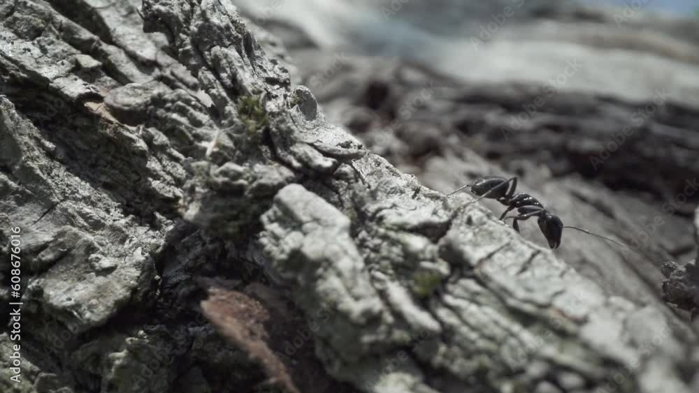Black ant on the bark of the tree Black ant on the bark of the tree
