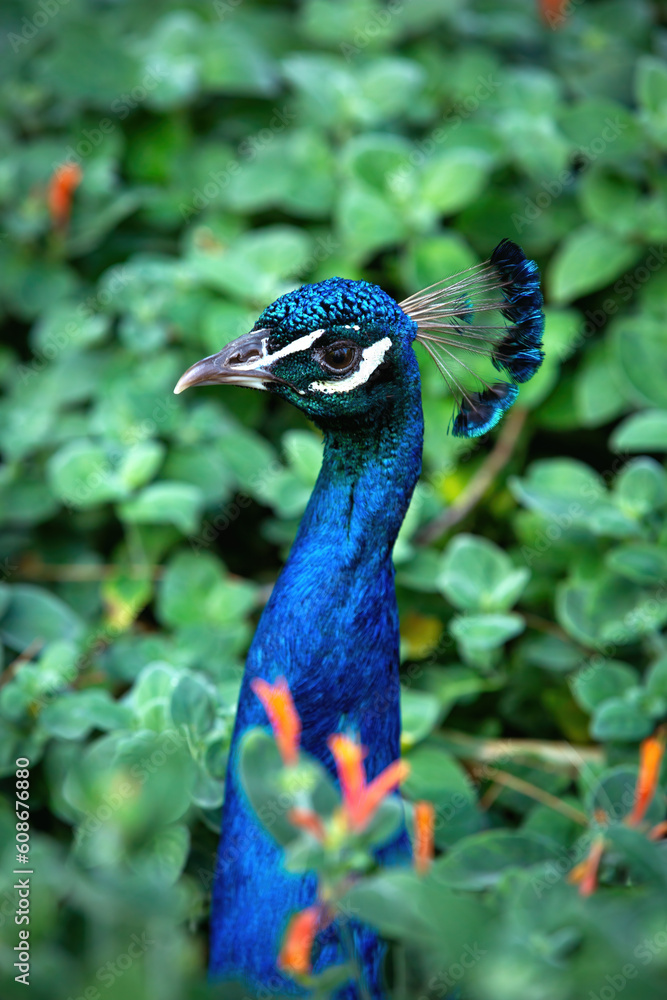 Naklejka premium Peacock walking into different foliage