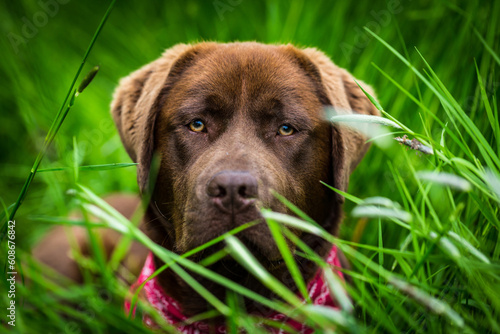 Portrait of dog