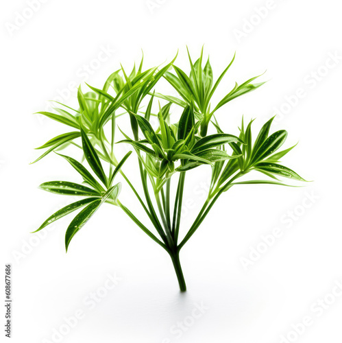 Anise plant isolated on white background