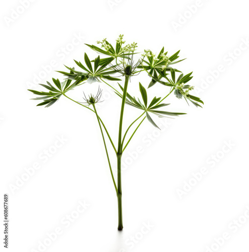 Anise plant isolated on white background