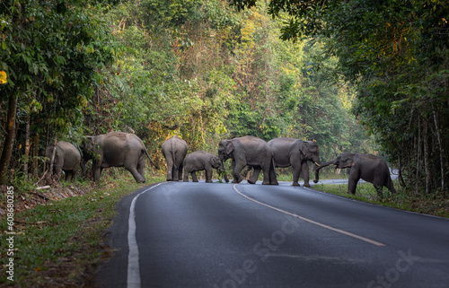 Herd of wild elephants come out of the jungle to earn food.