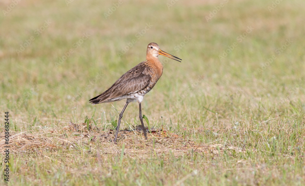Obraz premium sandpiper godwit
