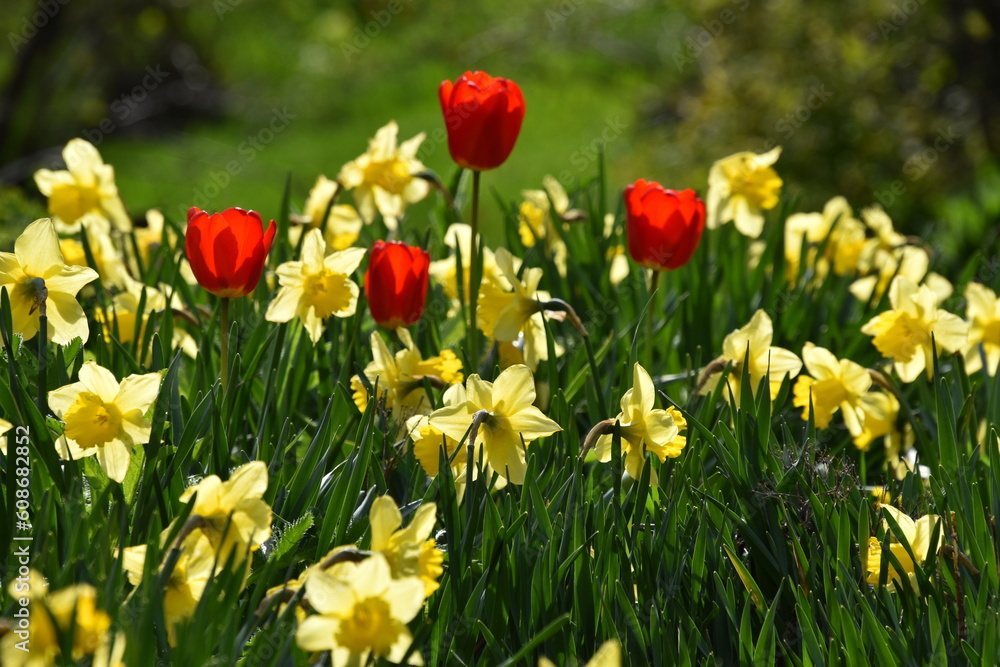 The first flowers in the garden, Sainte-Apolline, Québec, Canada The first flowers in the garden, Sainte-Apolline, Québec, Canada