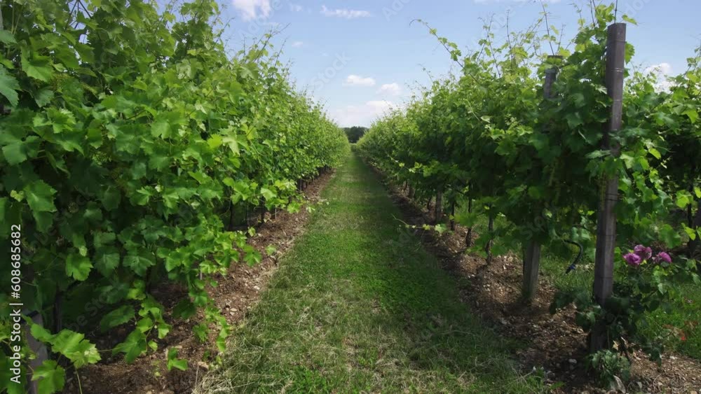 Green grape plants in the middle of nature Green grape plants in the middle of nature