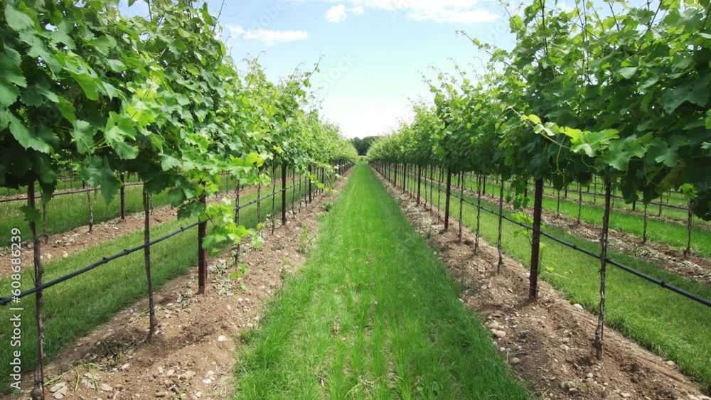 Green grape plants in the middle of nature