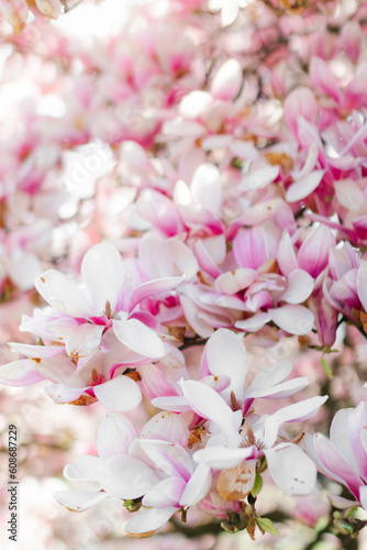 Beautiful magnolia tree blossom in spring time. Natural floral background