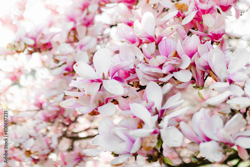 Beautiful pink magnolia flowers on a spring day. Blooming magnolia