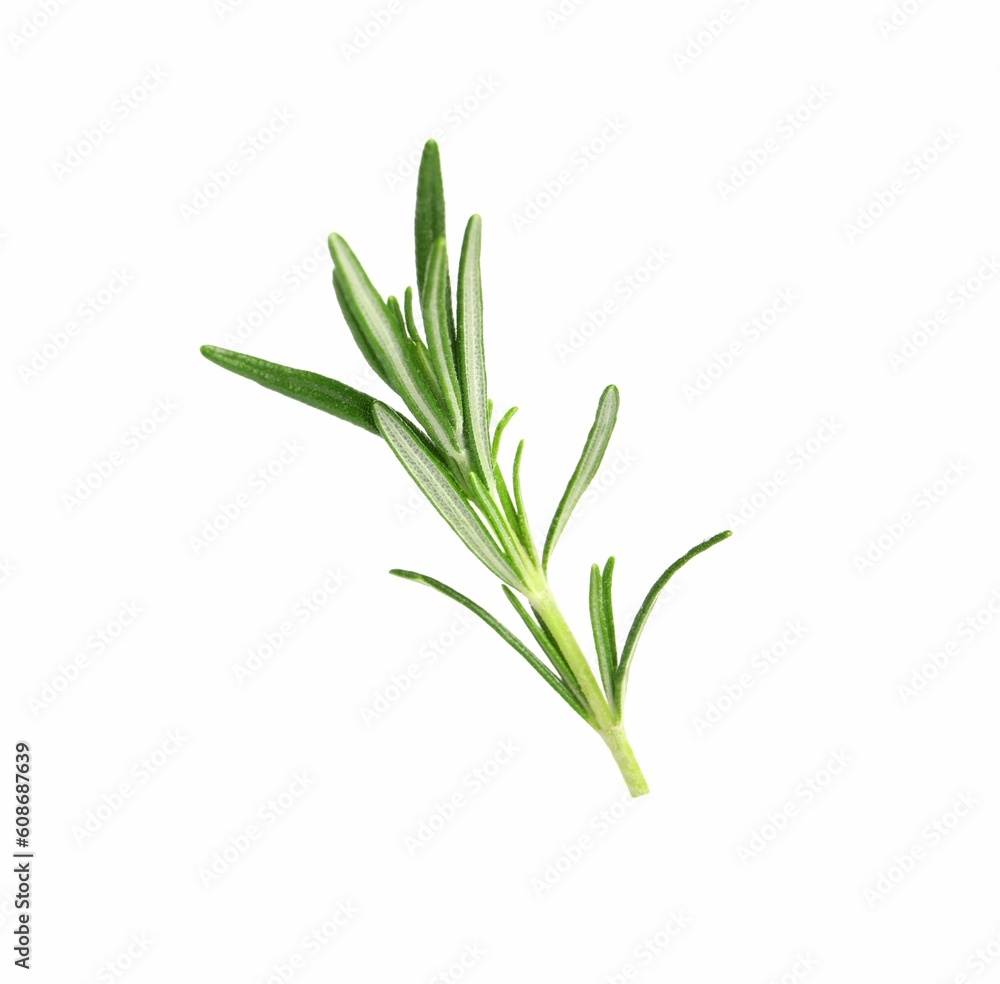 Sprig of fresh rosemary isolated on white Sprig of fresh rosemary isolated on white