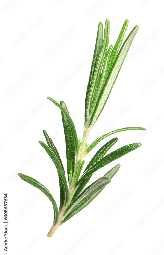 Fototapeta premium Sprig of fresh rosemary isolated on white