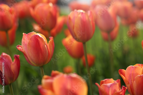 Beautiful colorful tulips growing in flower bed  selective focus
