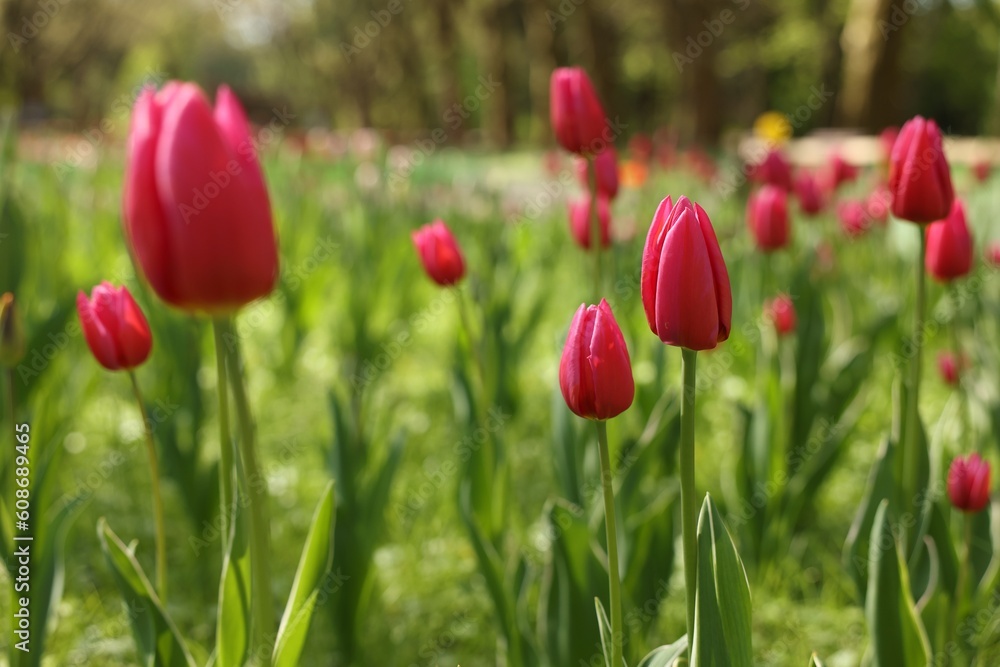 Beautiful pink tulips growing outdoors on sunny day, closeup Beautiful pink tulips growing outdoors on sunny day, closeup