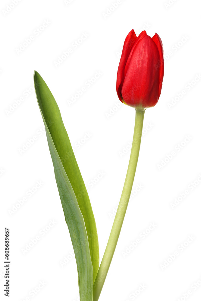 Beautiful red tulip flower isolated on white Beautiful red tulip flower isolated on white