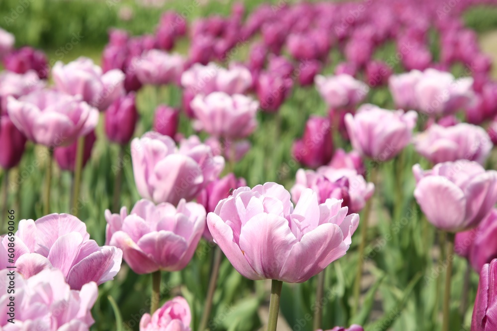 Beautiful colorful tulip flowers growing in field