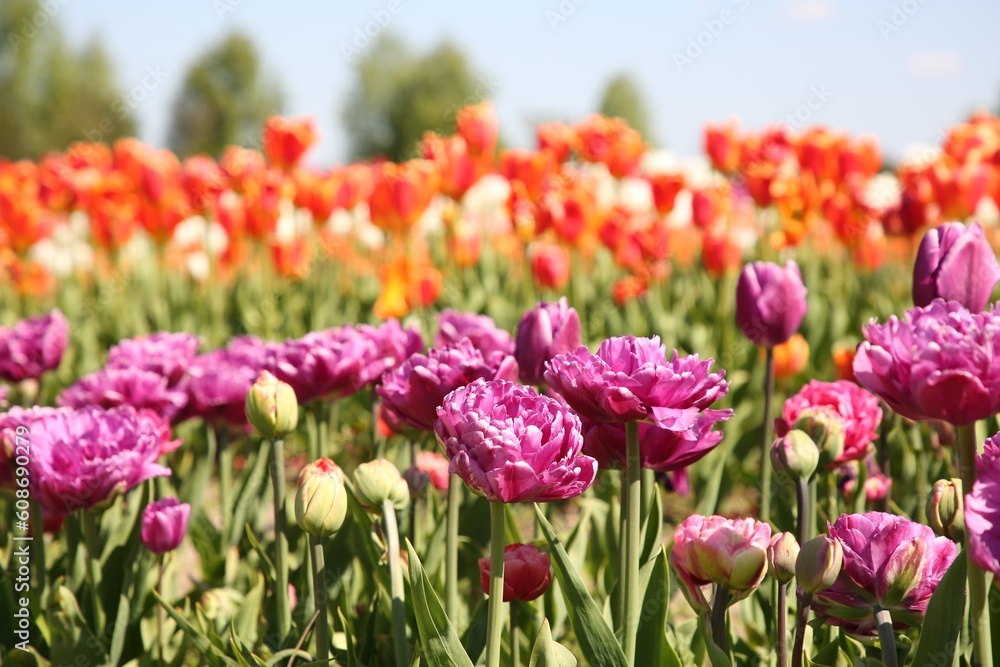 Beautiful colorful tulip flowers growing in field Beautiful colorful tulip flowers growing in field