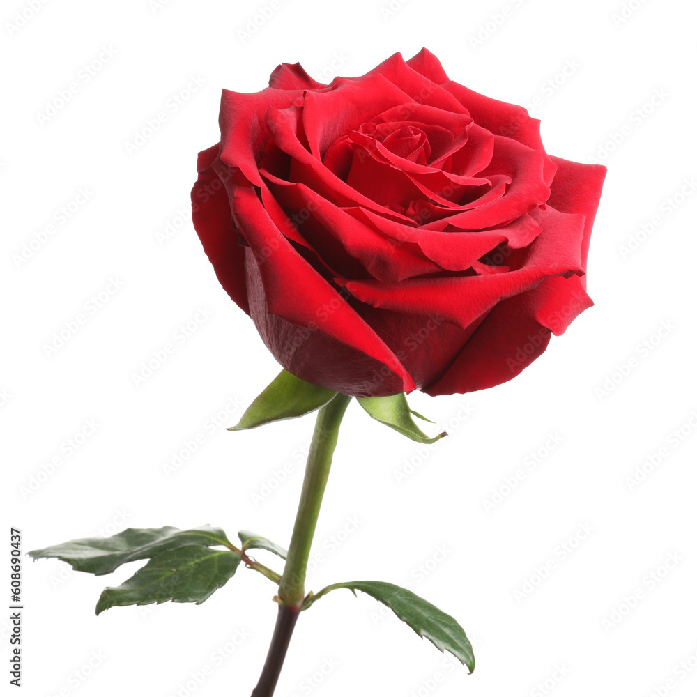 Beautiful fresh red rose isolated on white Beautiful fresh red rose isolated on white