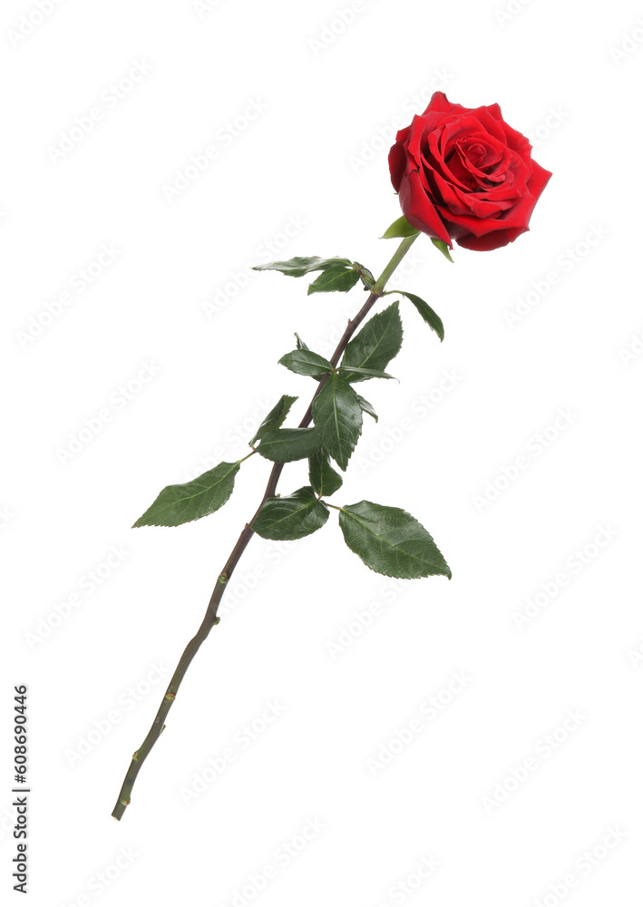 Fototapeta premium Beautiful fresh red rose isolated on white