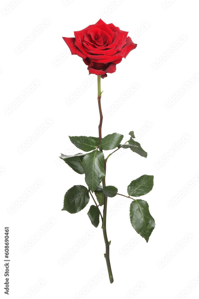 Fototapeta premium Beautiful fresh red rose isolated on white