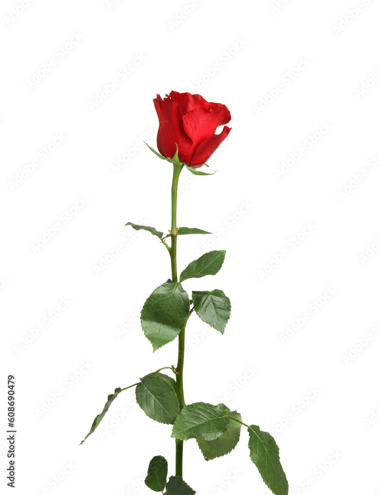 Beautiful fresh red rose isolated on white Beautiful fresh red rose isolated on white