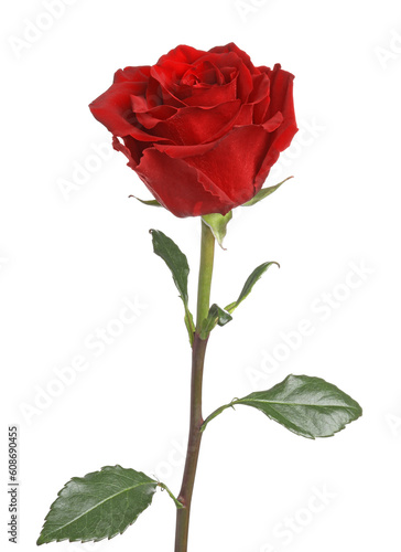 Beautiful fresh red rose isolated on white