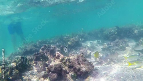 Group of assorted reef fishes swimming in Cupe beach, brazil