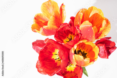 bouquet of red tulips on white background. spring flowers. The 8 March design cover
