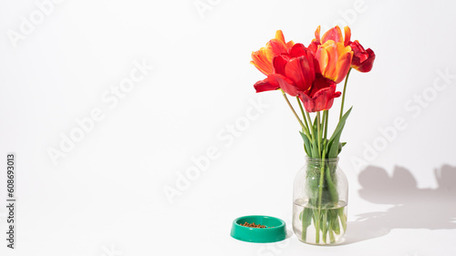 bouquet of red tulips and feed for cat in bowl on white background. spring flowers. 