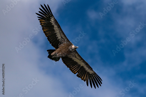 Wallpaper Mural Griffon vulture of the basque country Torontodigital.ca