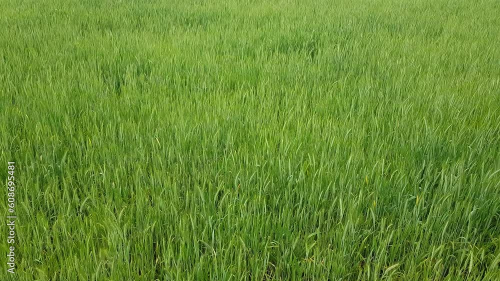 Ears and leaves of young green organic wheat sway in the wind Ears and leaves of young green organic wheat sway in the wind