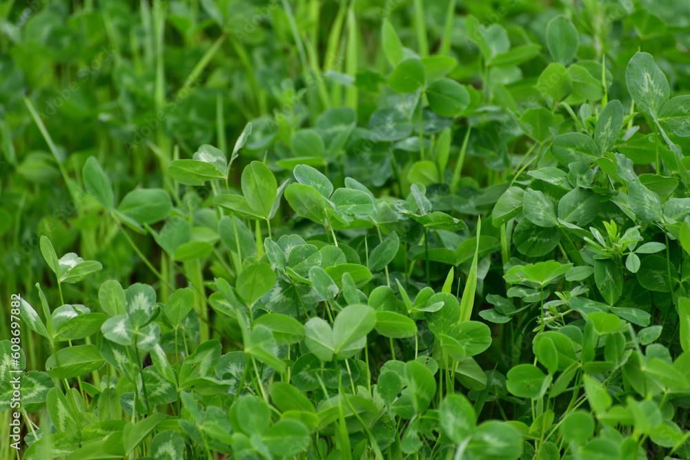 the Young clover leaves on the lawn the Young clover leaves on the lawn