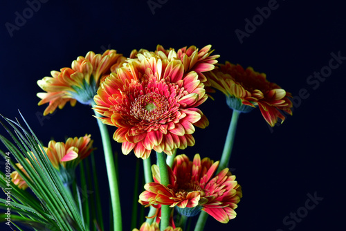 Beautiful gerbera on a black background. In focus not the center of the flower.